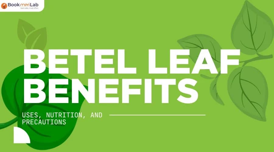 Betel Leaf (Paan) Benefits – Uses, Nutrition, and Precautions