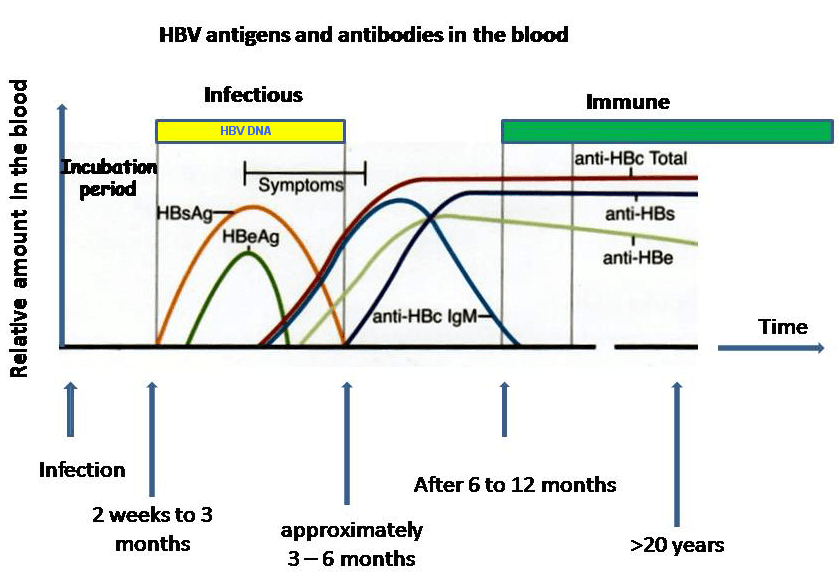 What Is Hepatitis B Surface Antigen? (HbsAg)