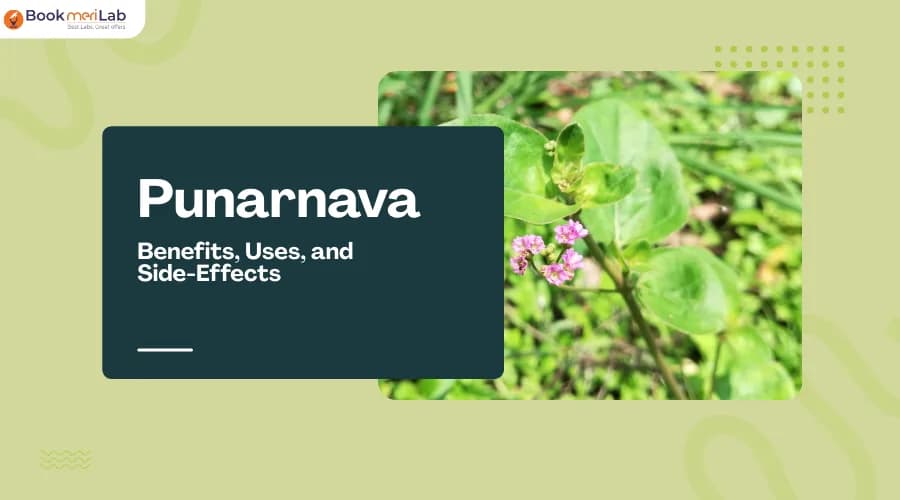 Punarnava: Benefits, Uses, and Side-Effects