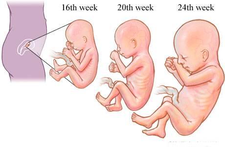 Level 2 Ultrasound Baby Growth Pictures