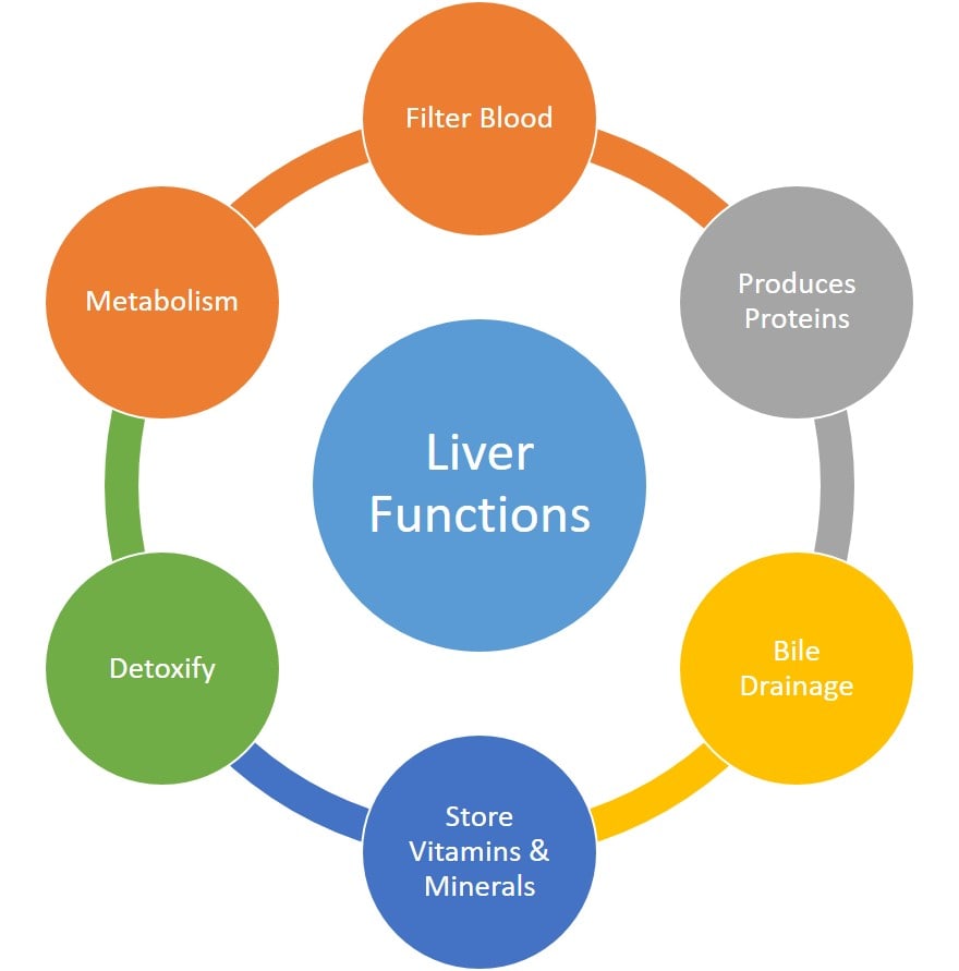 Essential Functions of Liver