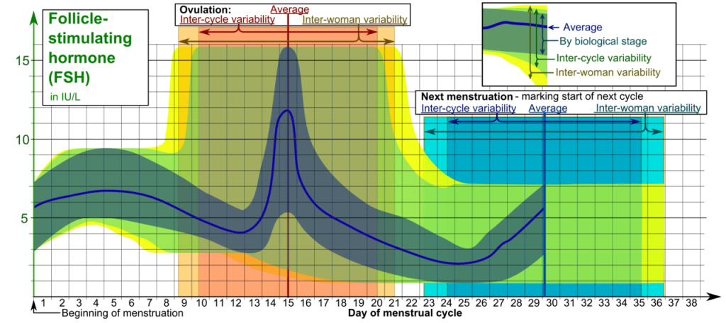 fsh test levels during menstrual cycle