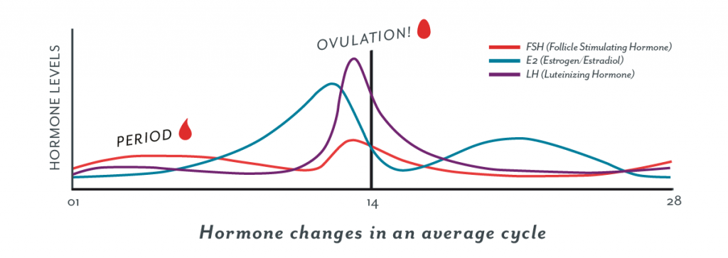 female hormone changes during average cycle