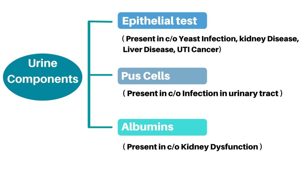 Urine routine test Components