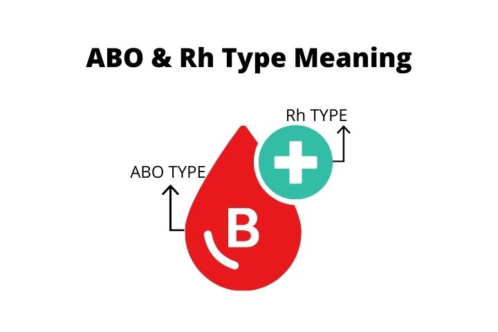 ABO and rh type meaning
