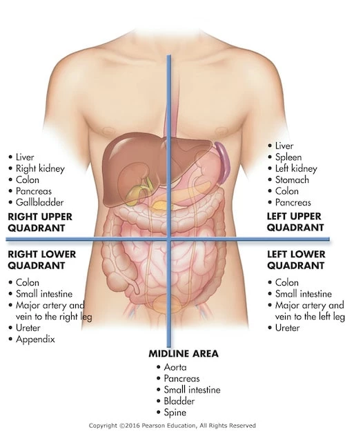 structure of abdomen