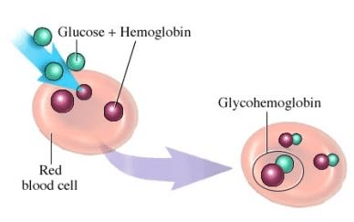 Association of Glucose with Hemoglobin.