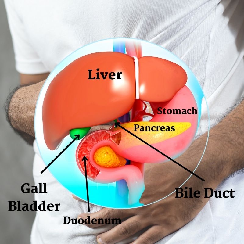 organs covered in a MRCP scan