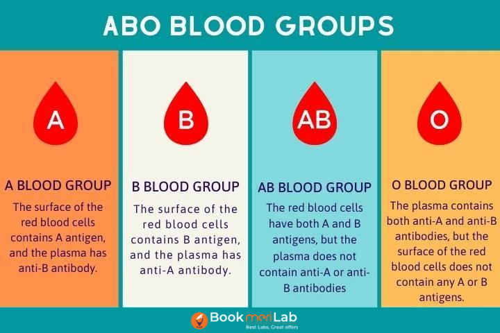 Four ABO Blood Groups explained