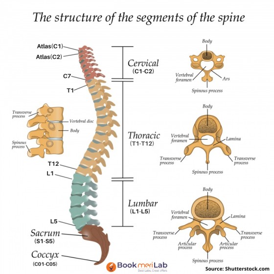 structure of spine