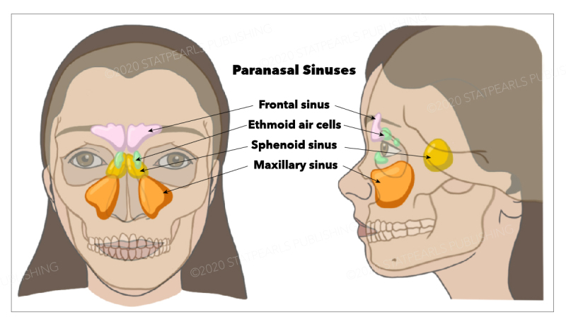 PNS in our body