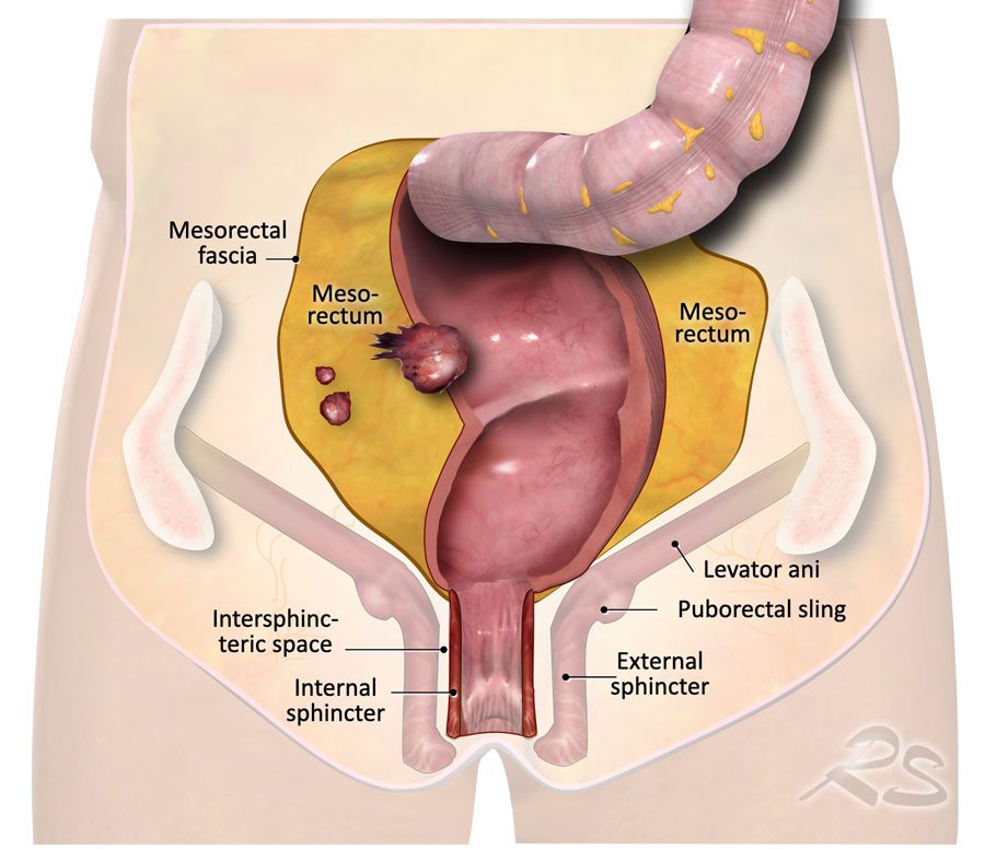 Anatomy of Anorectal Region