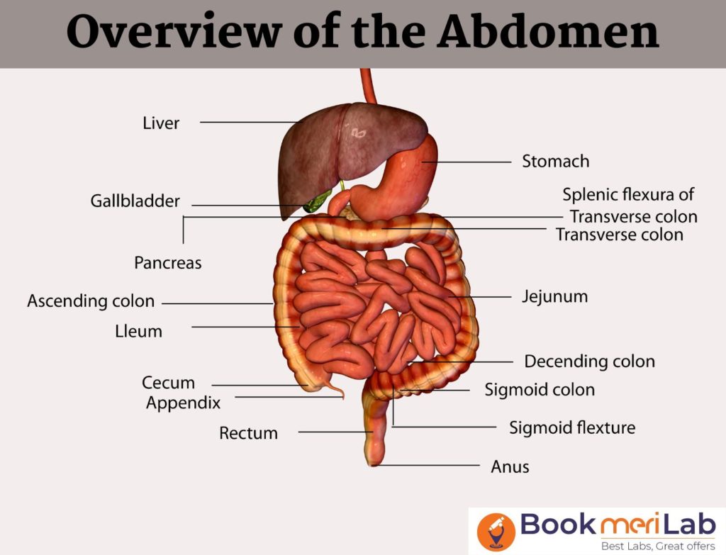 overview of the abdomen