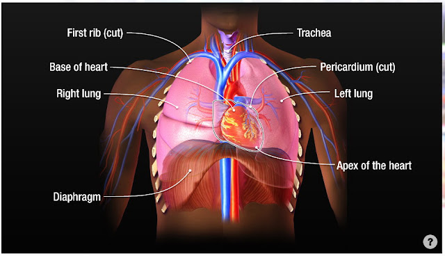 labelled chest anatomay diagram 