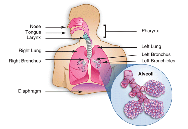 Anatomy of Human Lungs