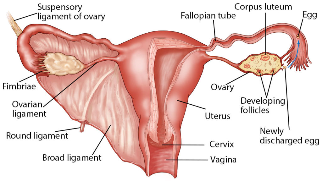 Anatomy of the Female Reproductive System