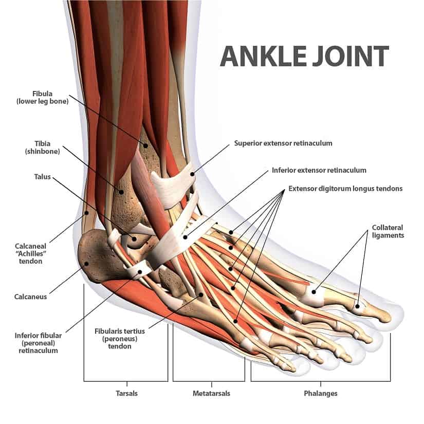 ankle joint