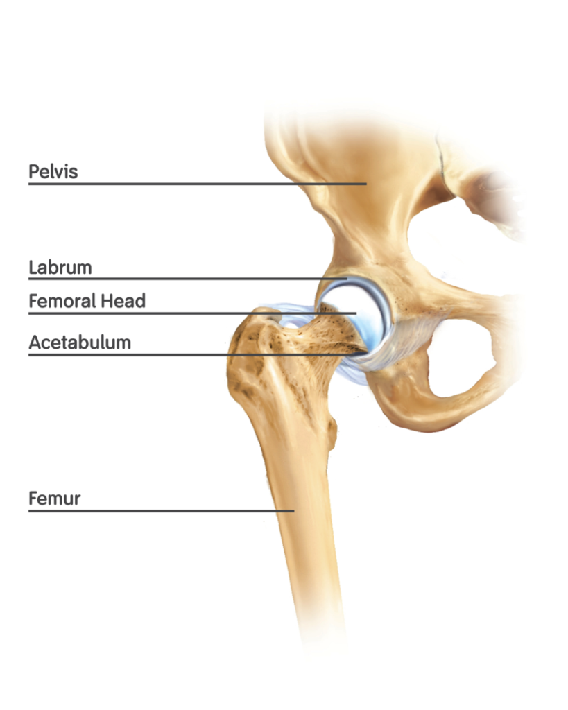 Anatomy of Hip-joint
