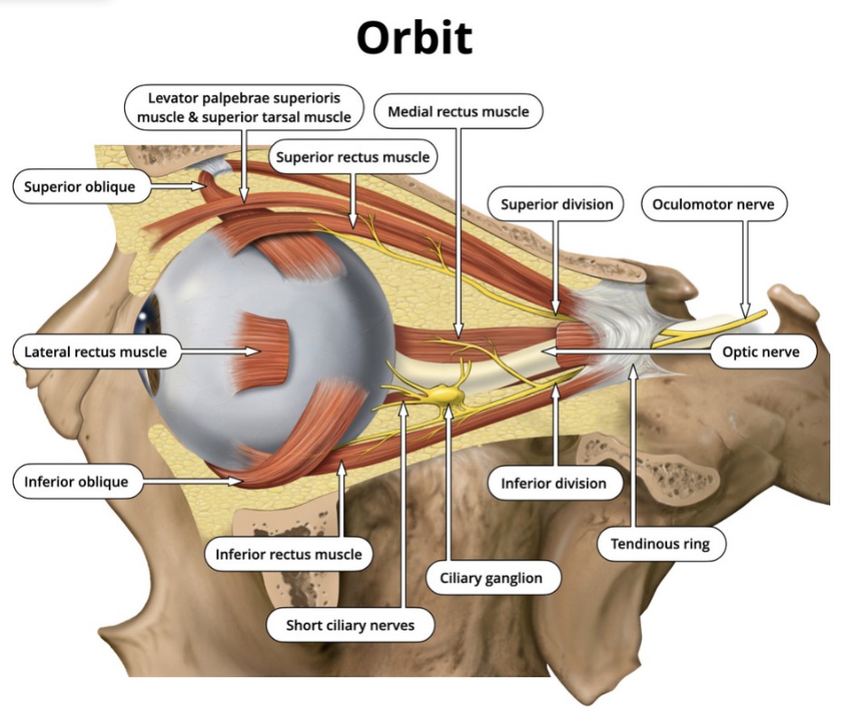 ANATOMY OF THE ORBIT