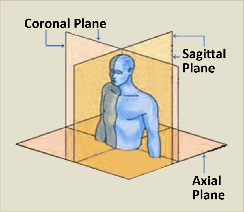 Anatomical Planes (coronal, sagittal and axial)
